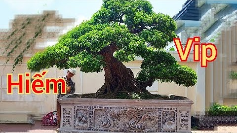 Video Hiếm về Hành Trình Mua cây và Giao Cây Vip tới nhà khách hàng