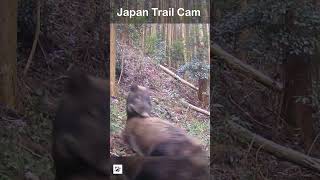 Wild Boar Mating - There Was An Attempt