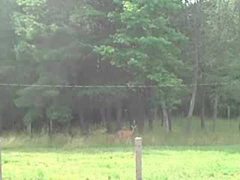 backlash winner A deer