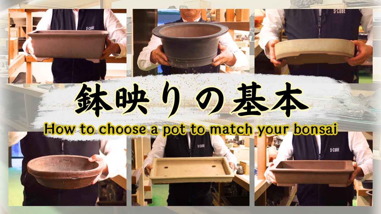 Basics of the matching of the pot - Each bonsai has its own