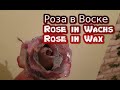 Rose in Wax/РОЗА В ВОСКЕ ЭТО ОЧЕНЬ ПРОСТО!