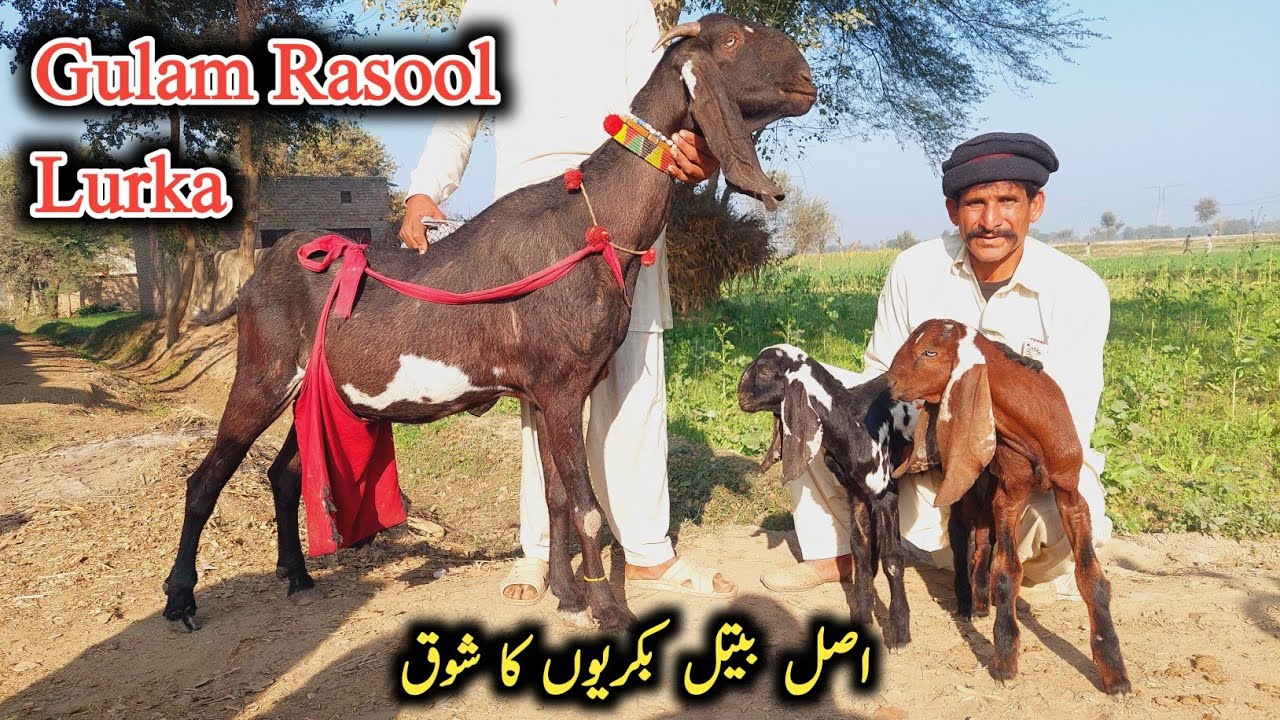 Gulam Rasool Rind Top Quality Beetal Goats With Kids Of Gulam Rasool Lurka-Old bloodline ...