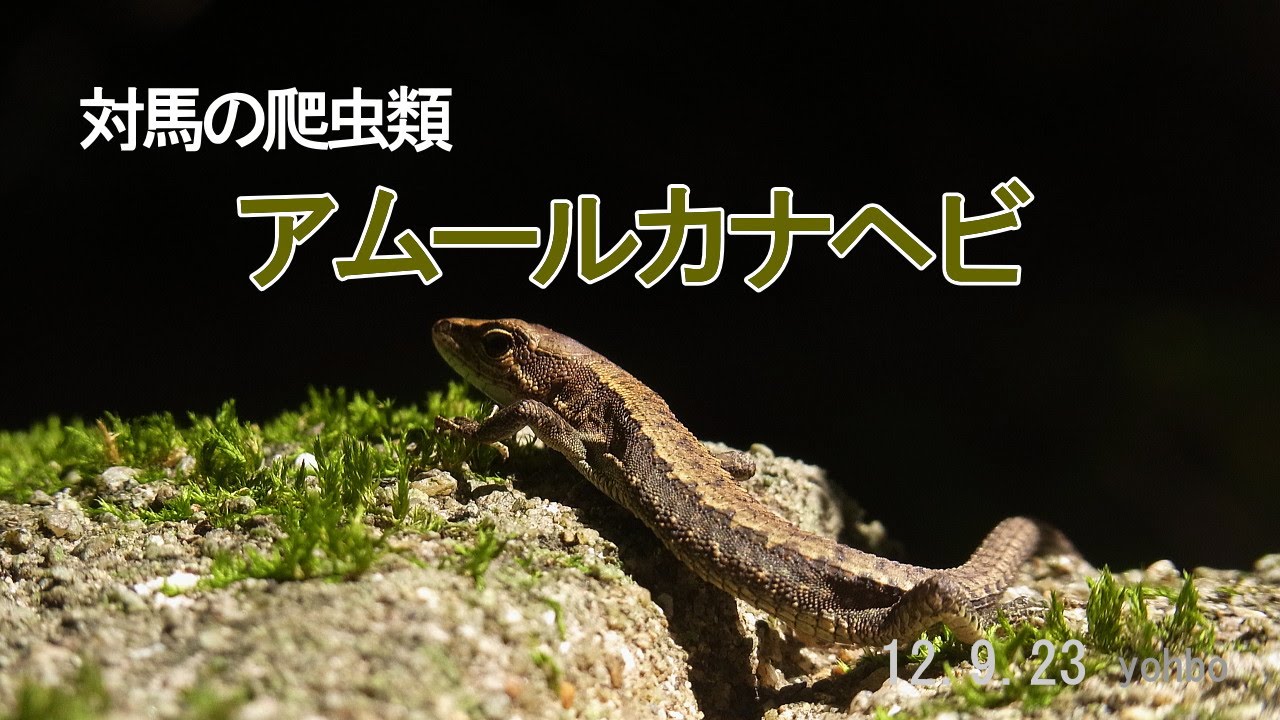 アムールカナヘビ 120923 - YouTube