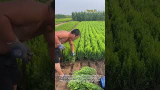 Field Seedling Lifting! A Glimpse of Standardized Cultivation