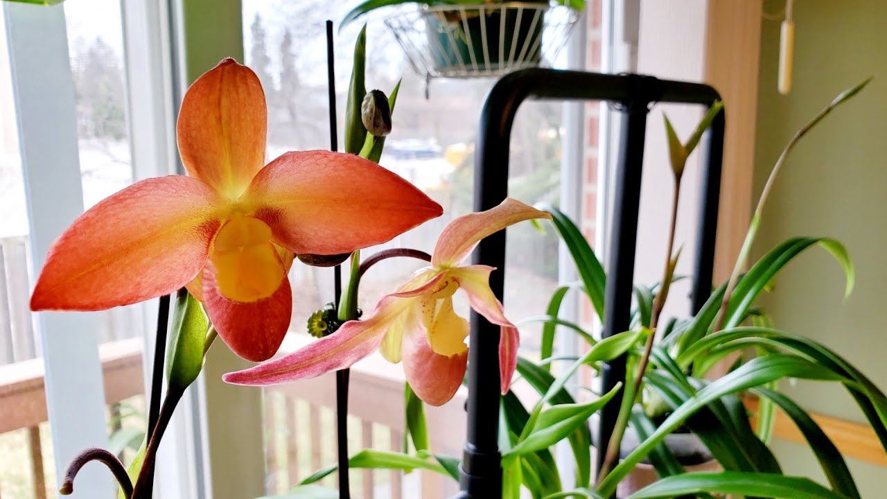 Sophie's Garden 看看我的美洲兜兰，以及养护方法和管理