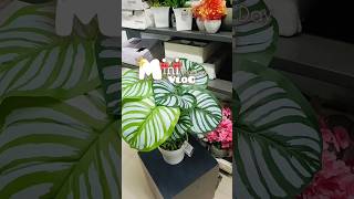 Mini Vlog💕🕊️MALL DAY #trendingshorts #youtubeshorts #minivlog #newyoutuber #viral