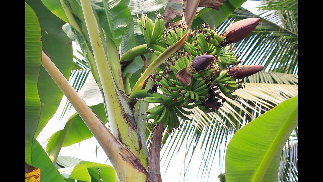 30 Ide Keren Lukisan  Pohon Pisang  Berbuah Verbal 