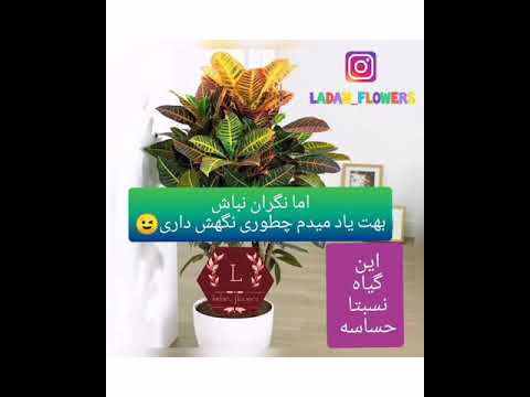 تصویری: چرا Tradescantia رنگ خود را تغییر می دهد؟