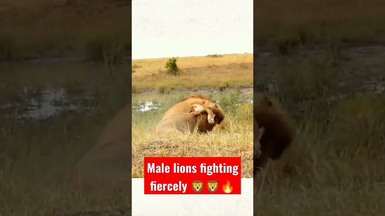 Two Male Lions Fighting Fiercely 