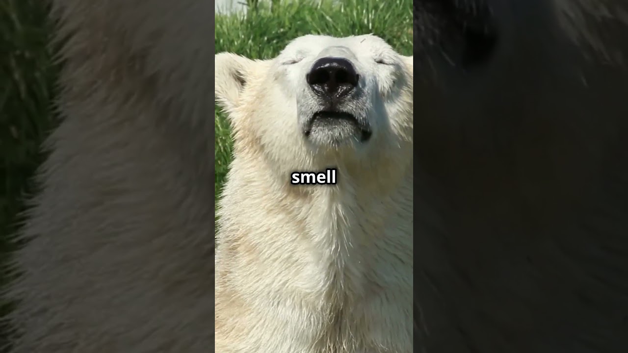 3 Amazing Facts About Polar Bears! 