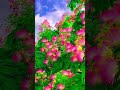 Beautiful flowers