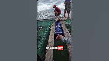 Vlog 1 ngày đi câu cá biển giải trí #caucanhatrang #caucagiaitri #nhatrang #tourcaucanhatrang