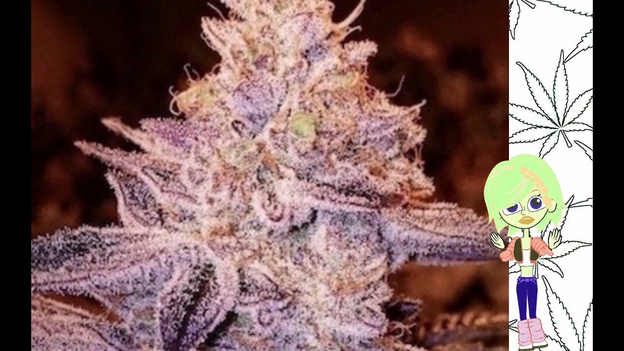 Peach Crescendo   Ethos Genetics