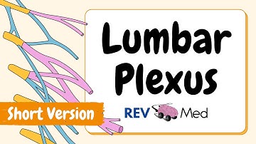 Lumbar plexus: Structure and Branches (Under 2 mins!)