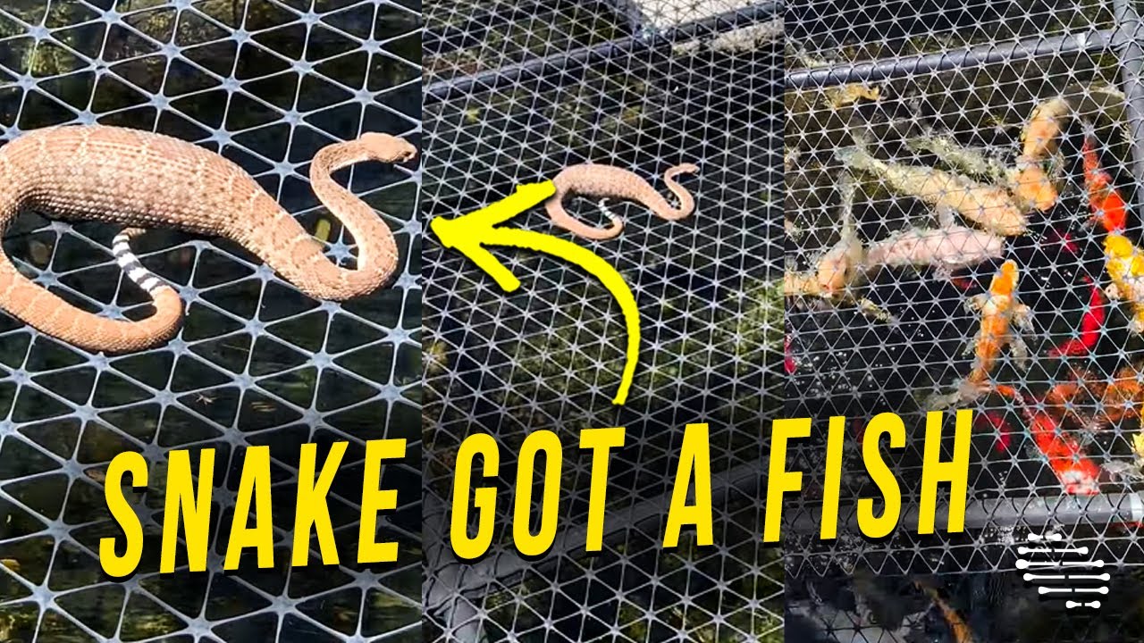 Snake Used Openings on the Sides of a Koi Pond Screen to Get a Fish Through
