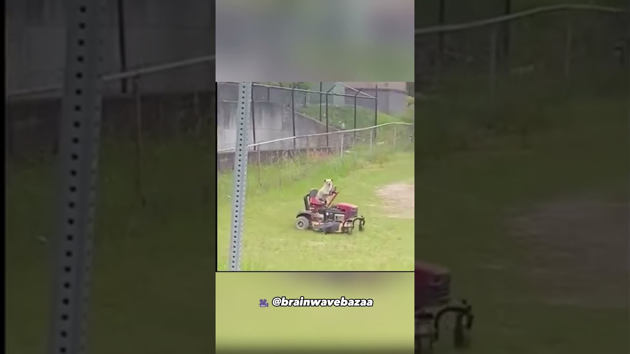 He Presented Hard Evidence But Neighbour Wasnt Convinced Shorts