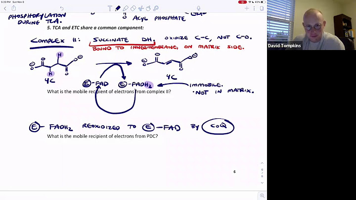 ผลของ hgcl2 ท ม ต อ succinate dehydrogenase