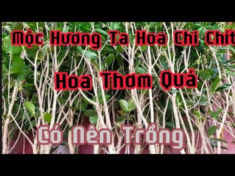 Video Cây mộc hương ta | Cây mộc hương giống 150k cây cực... - youtube