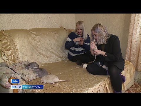 Видео: Как и где найти домашних крыс