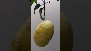 Big Size Mango