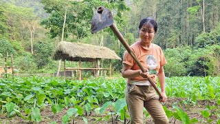 Build a Farm in the Deep Wild Forest - Girl Living Off The Grid - Log Cabin Build - Forest Life by Pham Tâm 3,204 views 2 weeks ago 38 minutes