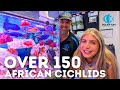 The largest african cichlid supplier aquarium central tour