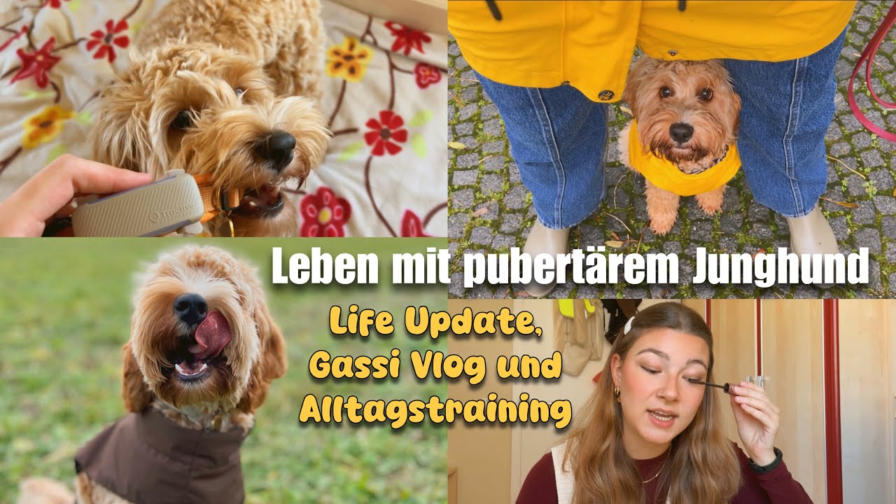Leben mit pubertärem Junghund | Life Update, Gassi Vlog und Alltagstraining | melliescameraroll