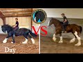 Shire vs Clydesdale (Apollo vs Indy) which is Best?