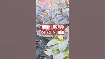 Loại cây giúp giải độc gan, giảm viêm chỉ sau 2 tuần! #Câythuốc #Thảodược #Namdược