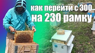 Пчеловодство для начинающих переход из 300 на 230 рамку. Как перейти на новую систему пчеловождения