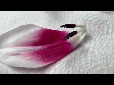 Video: Wie Erstelle Ich Eine Wellpappe-Tulpe?