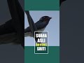 SUARA BURUNG SRITI ATAU BURUNG CAWU #burungsriti #burungcawu