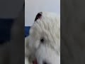 pov:Moñito se vuelve el protagonista y Pou pierde su puesto