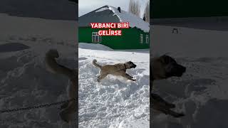 Hirsizlara Karşi Önlem. Ş Çobanköpegi Içobanköpeği