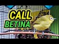 Suara Call Pancingan Pleci Betina Untuk Memancing Pleci Malas Bunyi Mp3 - Mp4 Download