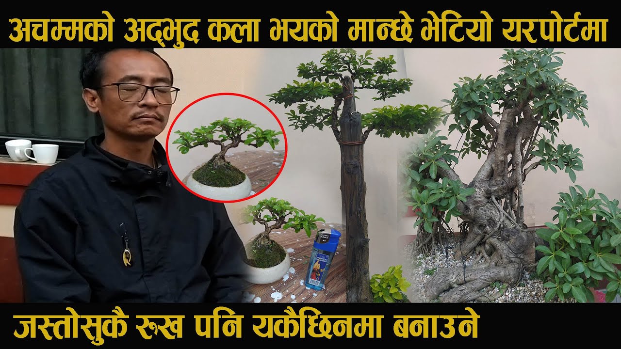 अचम्मको अद्भुद कला जस्तो सुकै रुख यकैछिनामा बनाउने | Bonsai Of Nepal