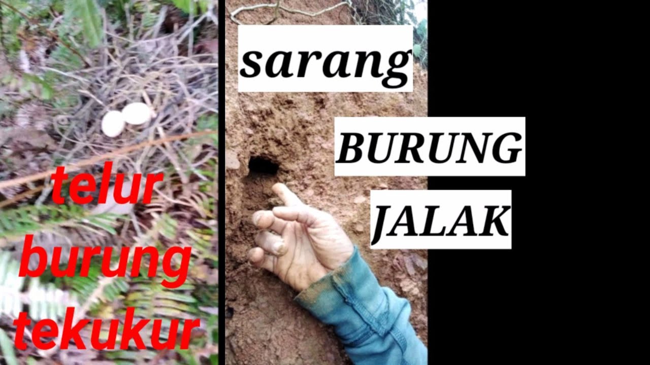 Tempat burung jalak bersarang 