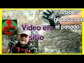 #LOS ARBOLES GIGANTES PETRIFICADOS  según la LA BIBLIA / arboles gigantes de silicio