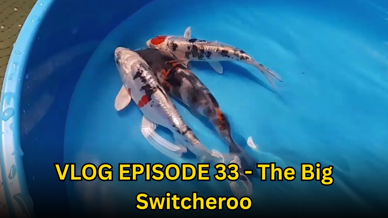 Видеоблог, эпизод 33 - Большая перемена