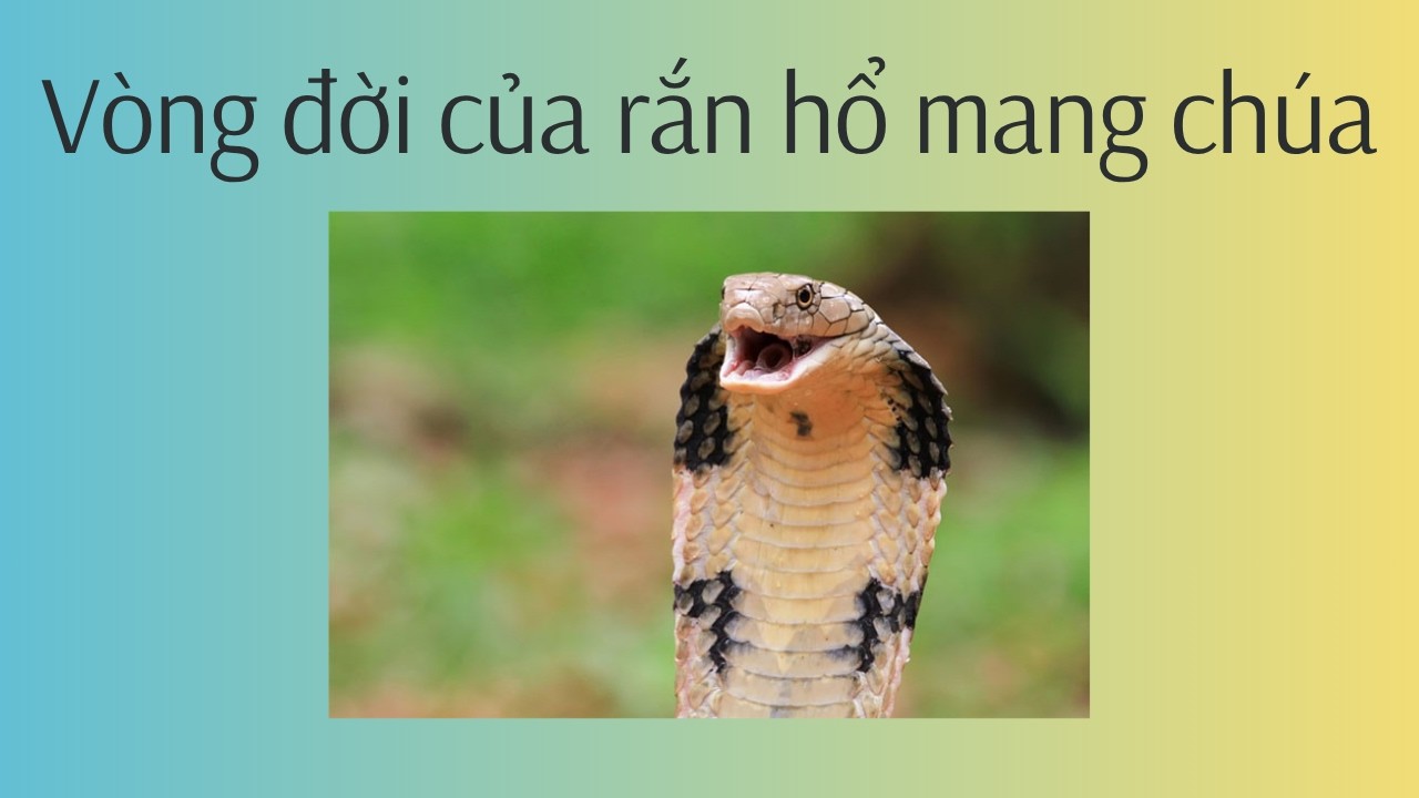 Vòng Đời Rắn Hổ Mang Chúa: Từ Quả Trứng Đến "Vua" Loài Rắn