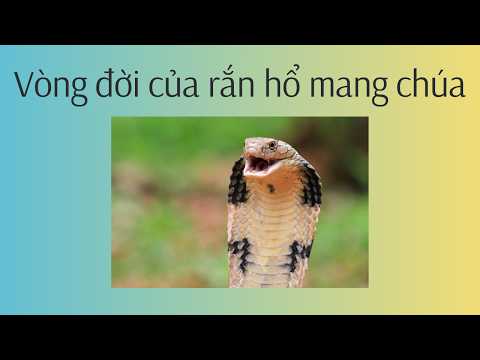 Vòng Đời Rắn Hổ Mang Chúa: Từ Quả Trứng Đến "Vua" Loài Rắn