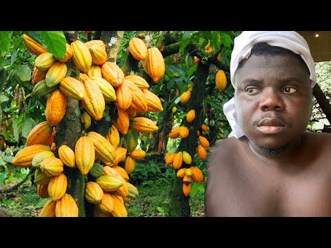 We Own 50 Acres Of Cocoa Farm In Ghana But Still Poor!