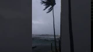 Celebrity Powerful Hurricane Breaks Tree Wealth