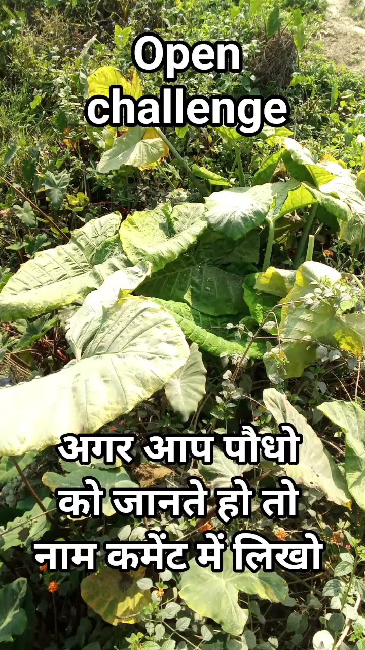 🚀SC बूस्ट के साथ Views को सुपरचार्ज करें - ShareChat