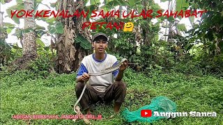 APAKAH ULAR LANANG SAPI BERBAHAYA???...MARI KITA SIMAK PENJELASANNYA👀