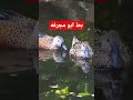 بط ابو مجرفه الروسي      