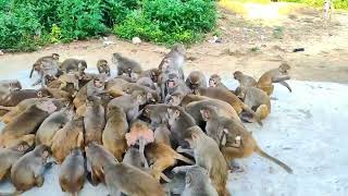Feeding hungry monkey , feeding hungry monkeys, monkey, Monkey,animals #monkeysworld