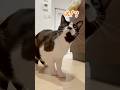 情けない顔かわいすぎる🤣これ愛猫には何に見えたんだろうか#ハチワレ #ばんくん #shorts