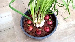 لا تشتري البصل والثوم _ازرع البصل والثوم باسهل طريقة_Cultivation of onions and garlic