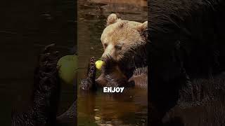 Amazing Bear Facts You Need to Know! 🐻